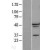 Western Blot: A2BP1 Lysate [NBL1-07156] - Western Blot experiments. 
Left-Control; Right -Over-expression Lysate for A2BP1